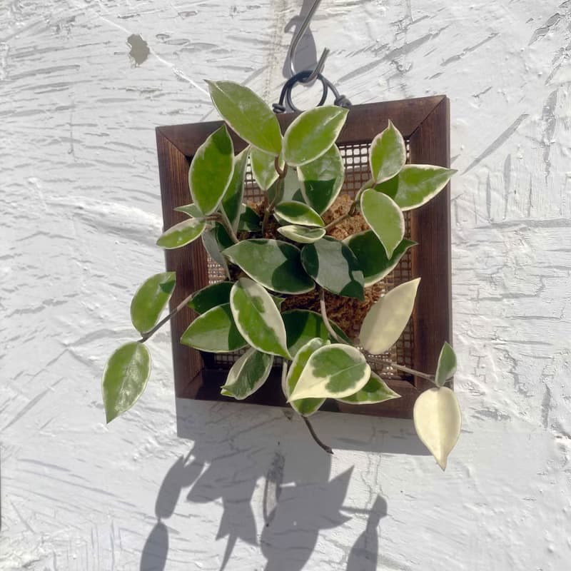 【毬蘭畫框】質感碳化框/ 室內植物