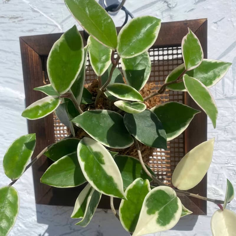 【毬蘭畫框】質感碳化框/ 室內植物