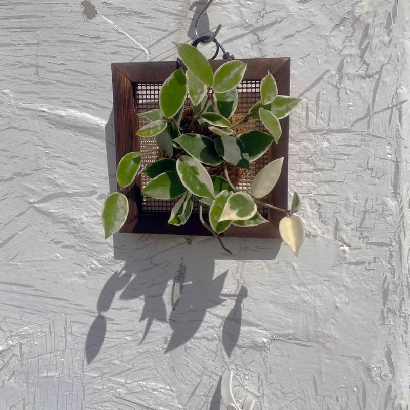 【毬蘭畫框】質感碳化框/ 室內植物