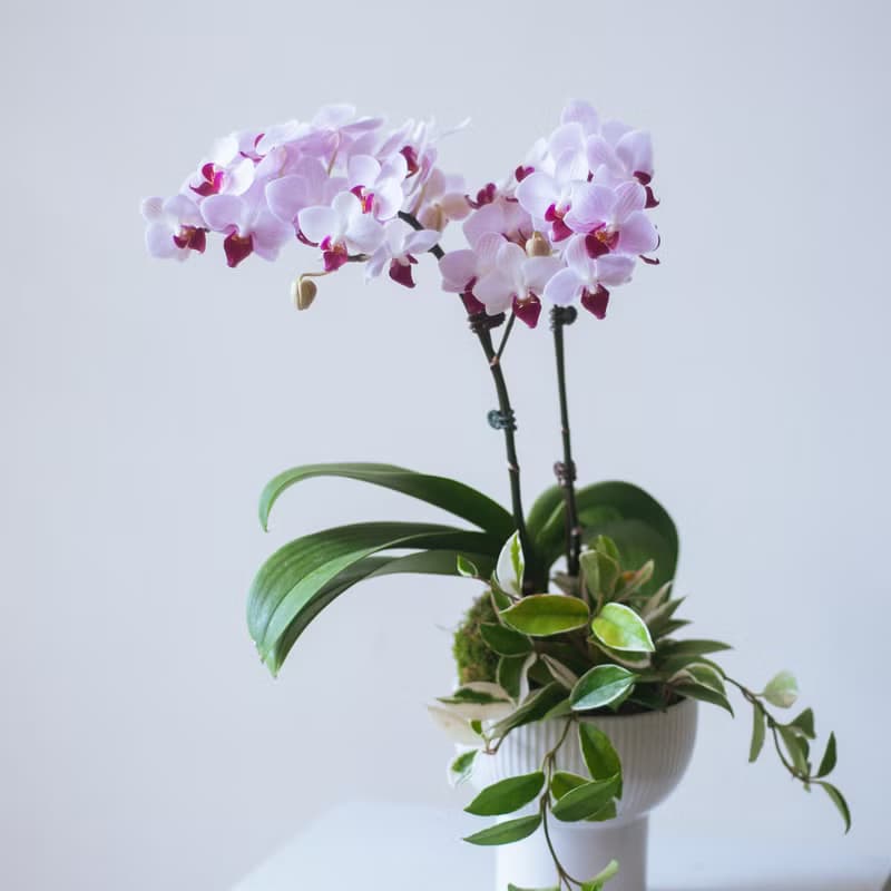 第一名蘭花高腳盆栽 | 榮升 | 開幕送禮 | 居家佈置