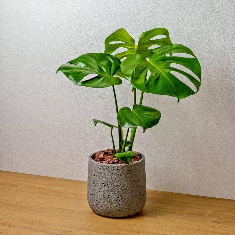 龜背芋圓點水泥盆栽 開幕盆栽推薦 送禮