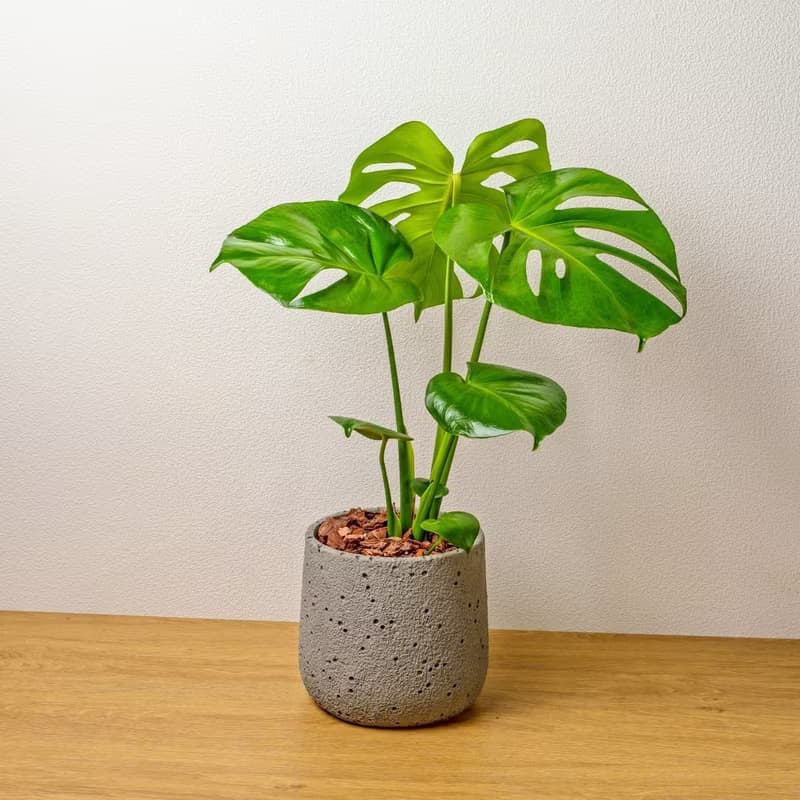 龜背芋圓點水泥盆栽 開幕盆栽推薦 送禮