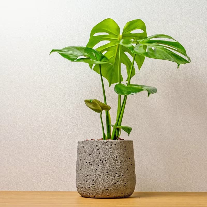 龜背芋圓點水泥盆栽 開幕盆栽推薦 送禮