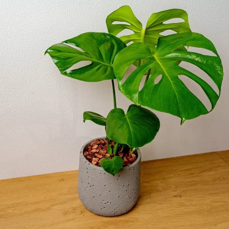 龜背芋圓點水泥盆栽 開幕盆栽推薦 送禮