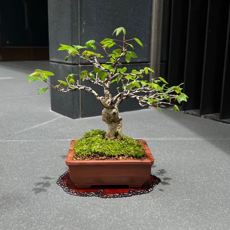 日本唐楓∣變異扁幹 小品盆景盆栽