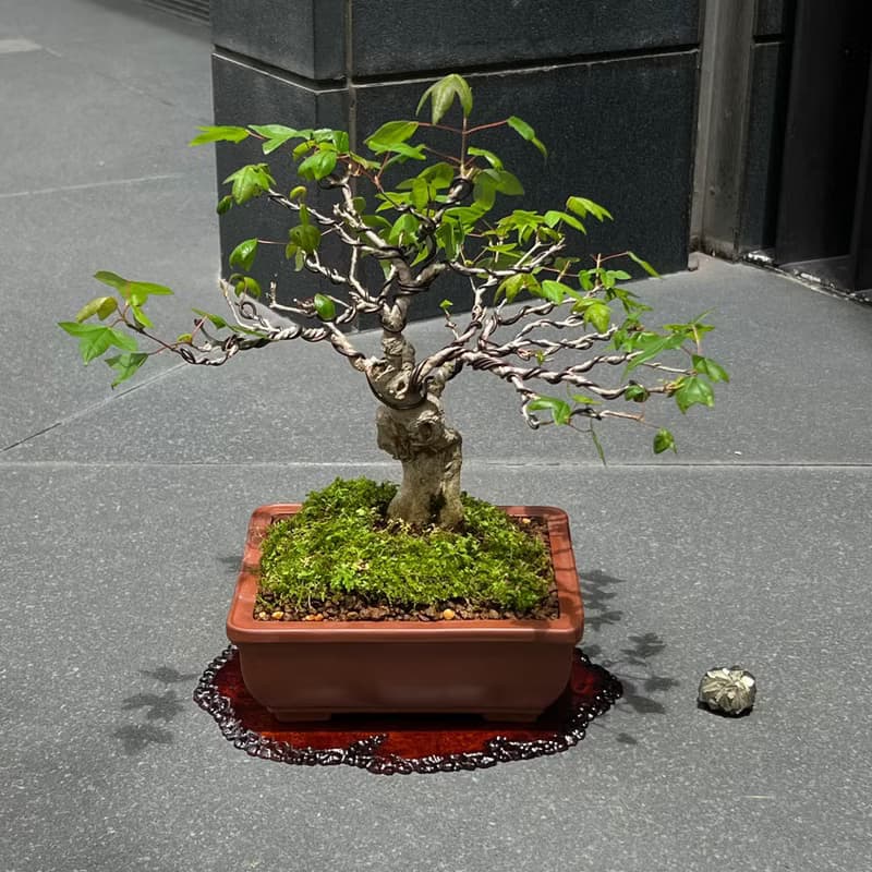 日本唐楓∣變異扁幹 小品盆景盆栽