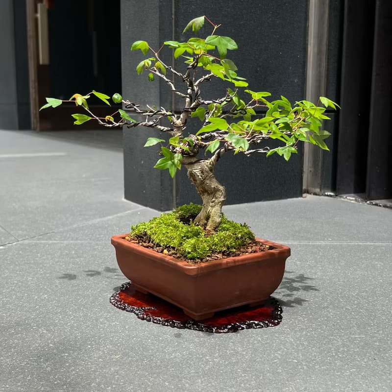 日本唐楓∣變異扁幹 小品盆景盆栽