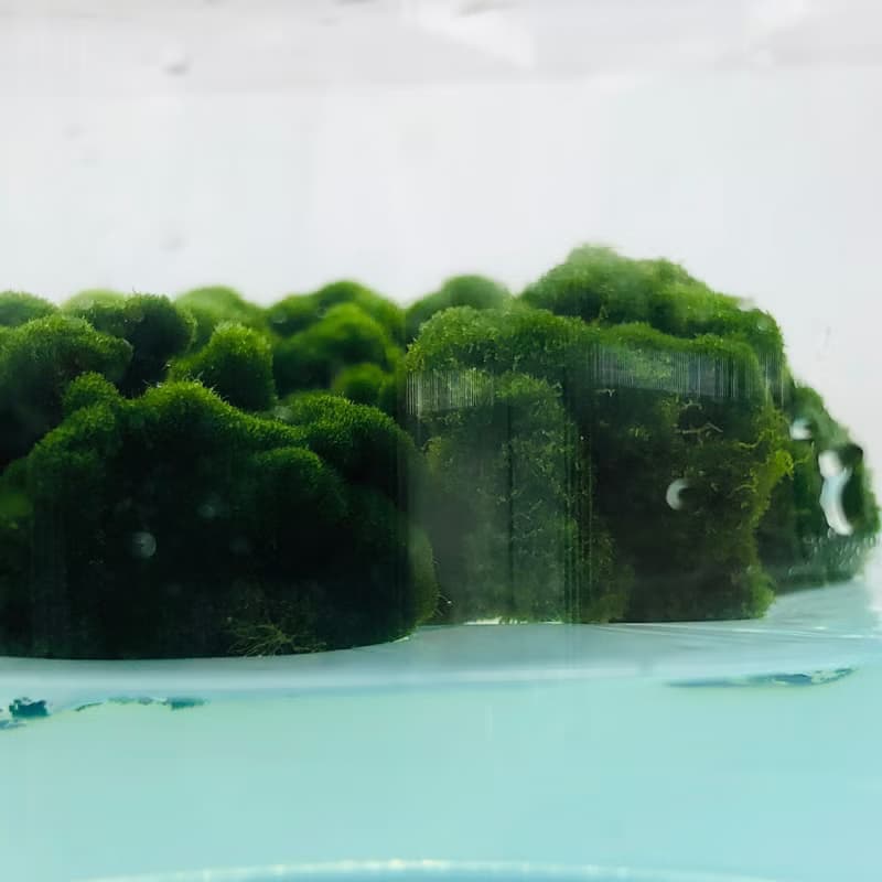 【新植物】 綠毛毬 經典款 自然風/玻璃蓋 有保固好照顧 畢業禮物