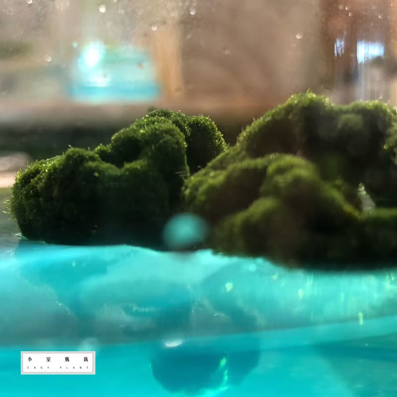 【新植物】 綠毛毬 經典款 自然風/玻璃蓋 有保固好照顧 畢業禮物
