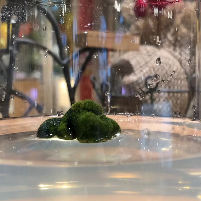 【新植物】 綠毛毬 經典款 自然風/玻璃蓋 有保固好照顧 畢業禮物
