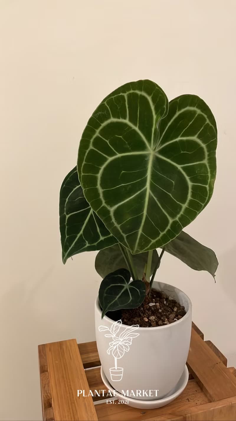 室內室外植物 - 圓葉花燭