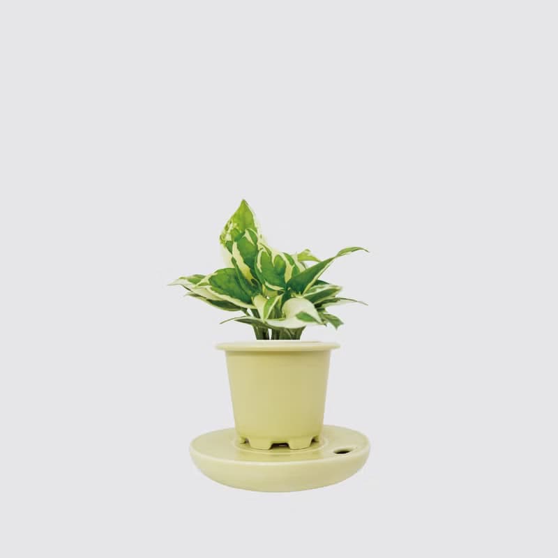 │ 窯瓷系列 │ 日本白金葛 - 廚浴植物 瓷器 水耕盆栽