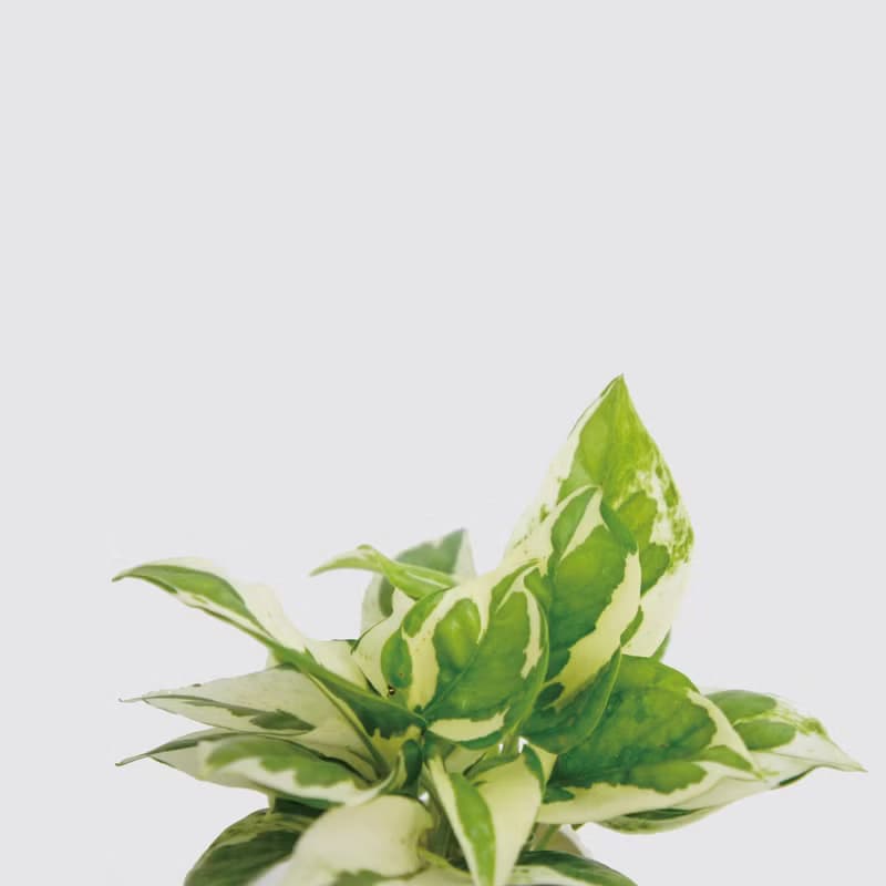 │ 窯瓷系列 │ 日本白金葛 - 廚浴植物 瓷器 水耕盆栽