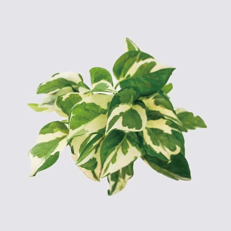 │ 窯瓷系列 │ 日本白金葛 - 廚浴植物 瓷器 水耕盆栽