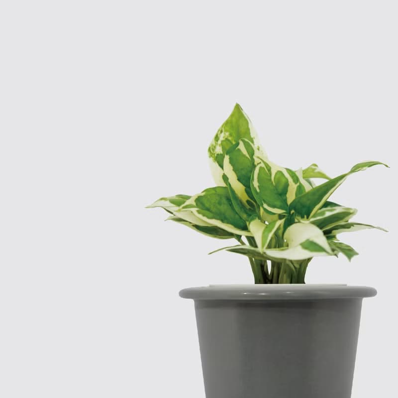 │ 窯瓷系列 │ 日本白金葛 - 廚浴植物 瓷器 水耕盆栽