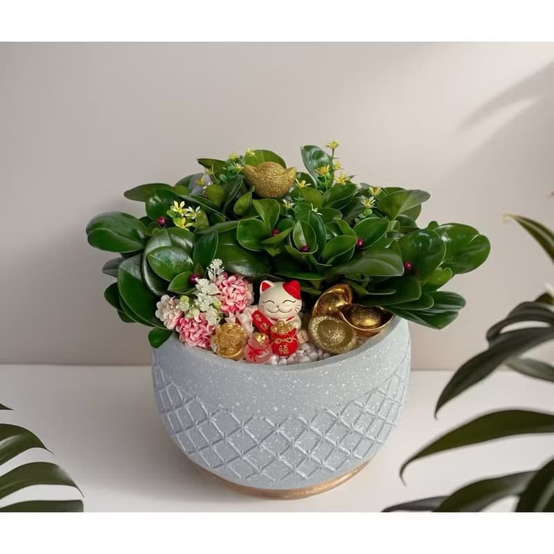 【招財貓】圓葉招財樹組合盆栽 開幕新居喬遷升官送禮 自用擺設