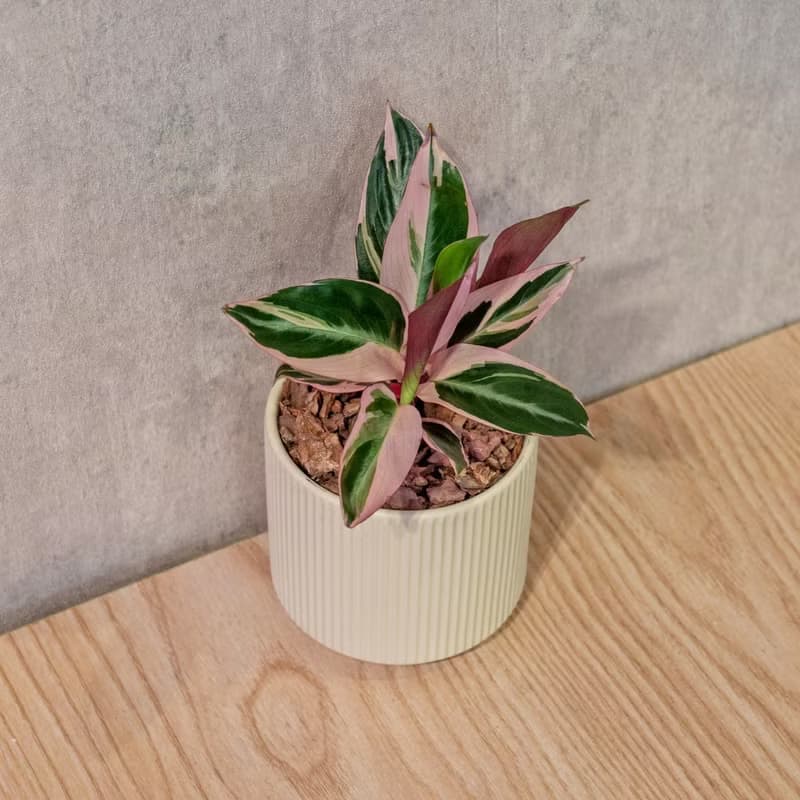 彩虹竹芋 莫蘭迪色系直紋陶盆 室內植物 觀葉植物 禮物 盆栽