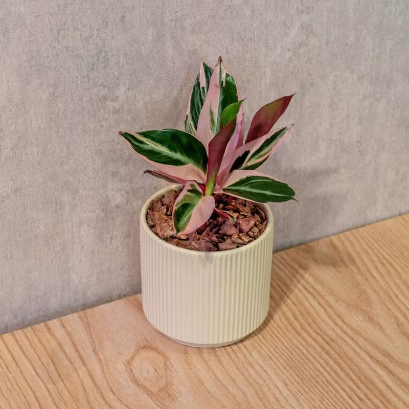 彩虹竹芋 莫蘭迪色系直紋陶盆 室內植物 觀葉植物 禮物 盆栽