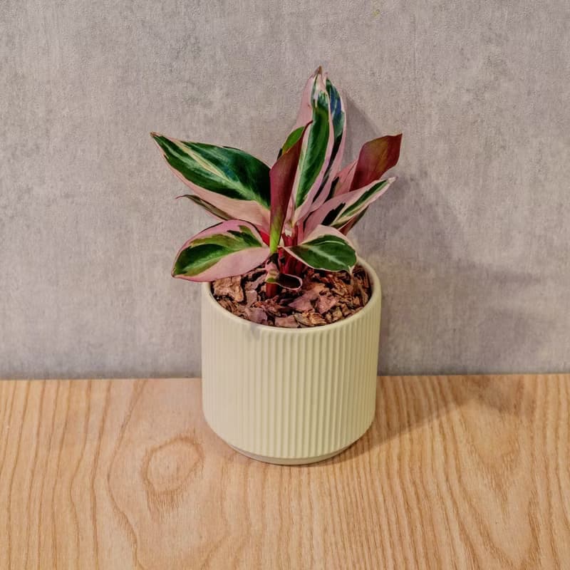 彩虹竹芋 莫蘭迪色系直紋陶盆 室內植物 觀葉植物 禮物 盆栽