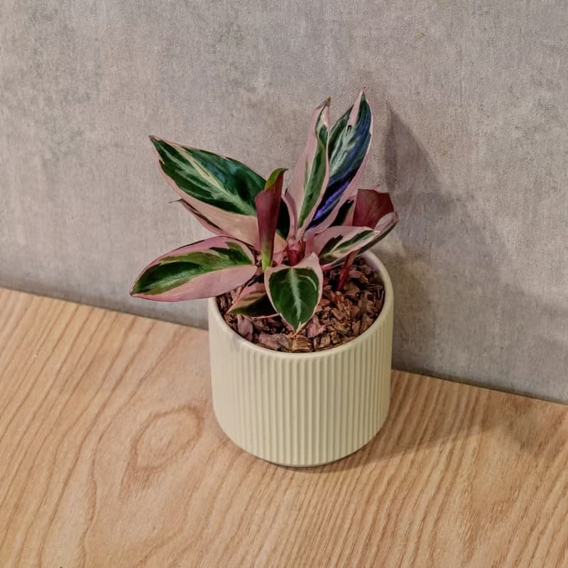 彩虹竹芋 莫蘭迪色系直紋陶盆 室內植物 觀葉植物 禮物 盆栽