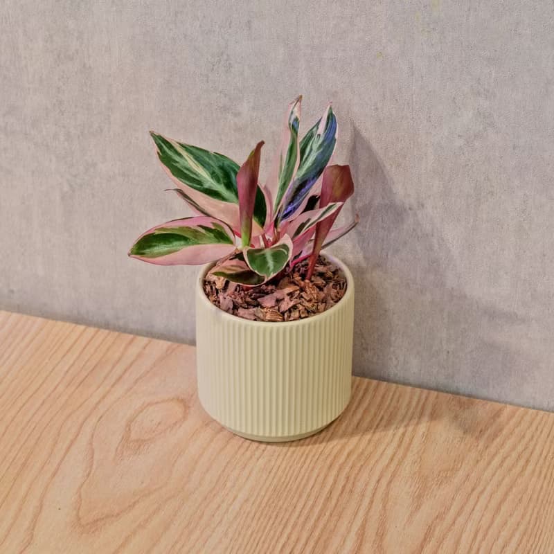 彩虹竹芋 莫蘭迪色系直紋陶盆 室內植物 觀葉植物 禮物 盆栽