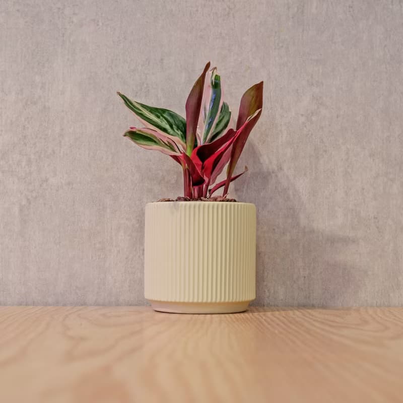 彩虹竹芋 莫蘭迪色系直紋陶盆 室內植物 觀葉植物 禮物 盆栽