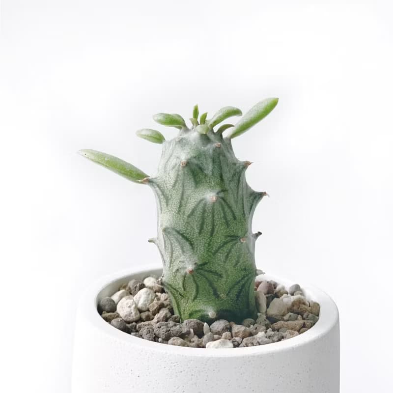 (現貨) 莫蘭迪綠系列 | 普西利菊 圓形雙色水泥多肉植栽