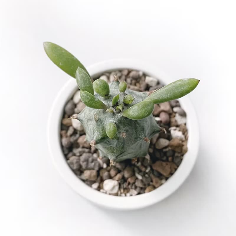 (現貨) 莫蘭迪綠系列 | 普西利菊 圓形雙色水泥多肉植栽
