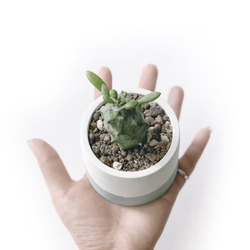 (現貨) 莫蘭迪綠系列 | 普西利菊 圓形雙色水泥多肉植栽