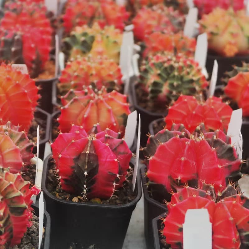【荳荳多肉】【绯牡丹錦】喬遷│送禮│升遷│多肉植物
