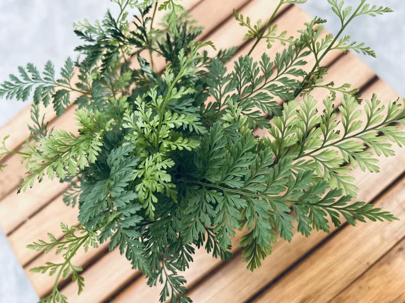 兔腳蕨 l 植物苔球 蕨類 室內植栽 禮物