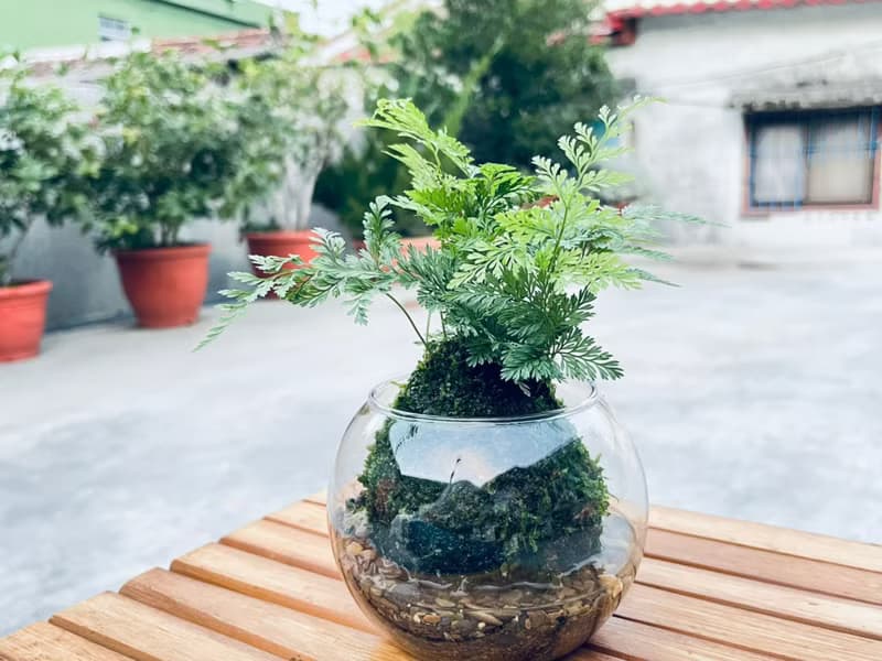 兔腳蕨 l 植物苔球 蕨類 室內植栽 禮物