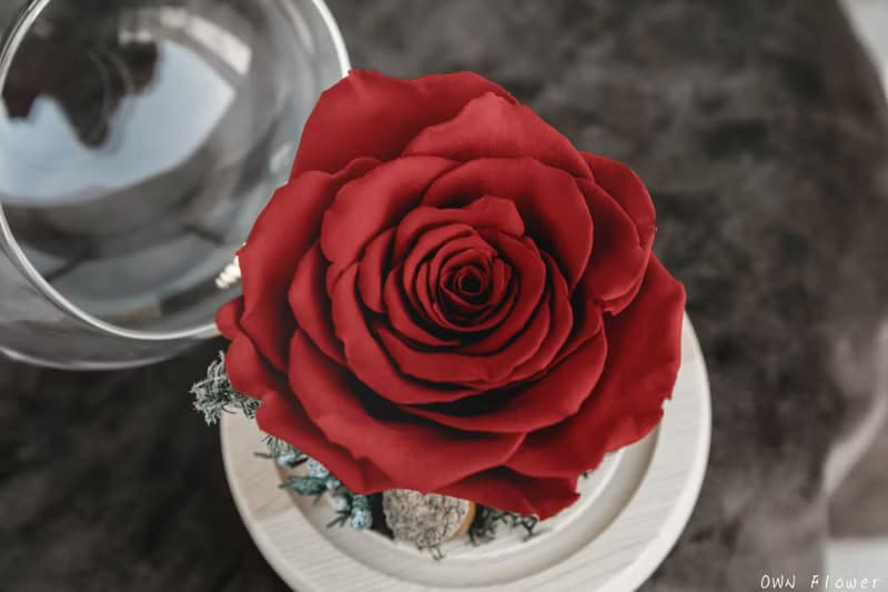 永生紅玫瑰/聖誕禮物/永生花玻璃盅/生日禮物/交換禮物/不凋花禮