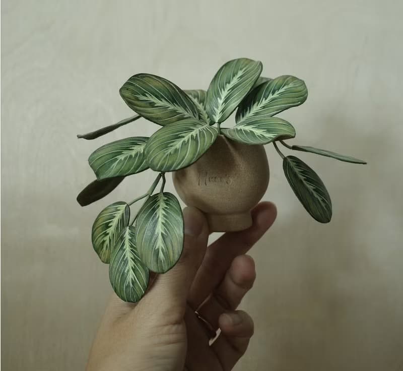 綠豹紋竹芋 絕版作品 僅此一件