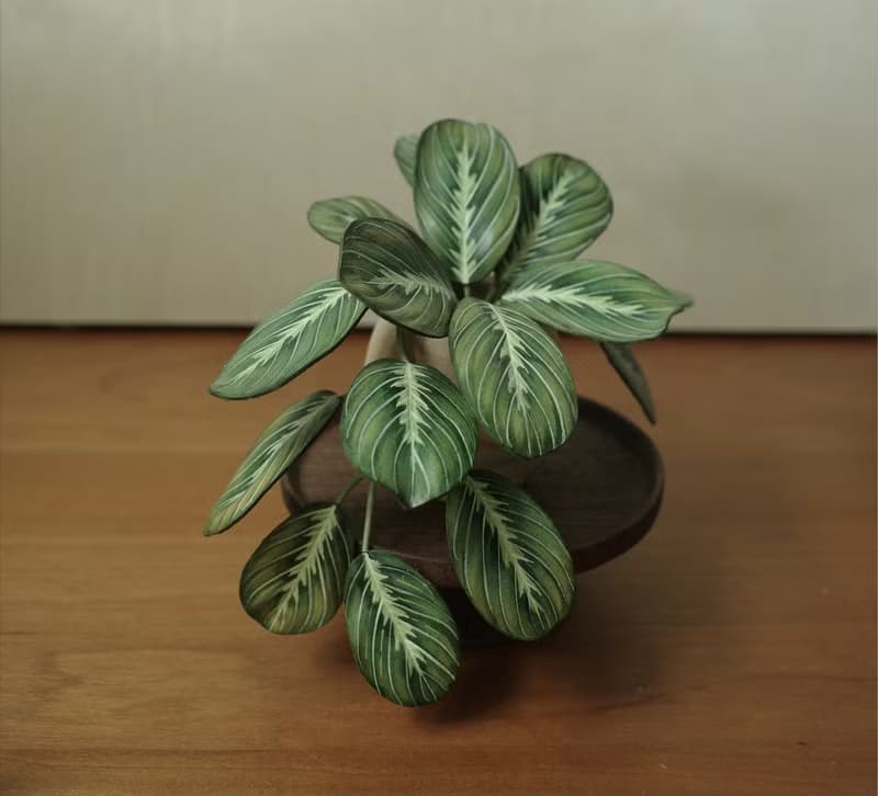 綠豹紋竹芋 絕版作品 僅此一件