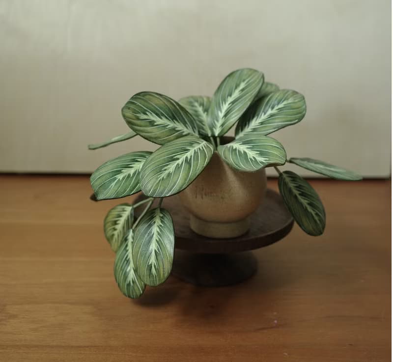 綠豹紋竹芋 絕版作品 僅此一件