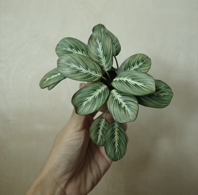 綠豹紋竹芋 絕版作品 僅此一件