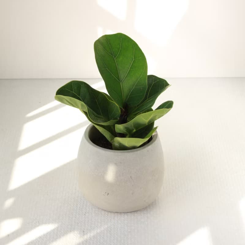 植栽 盆栽 l 琴葉榕 大瓶口胖U水泥盆 提琴盒形狀葉片 強散光