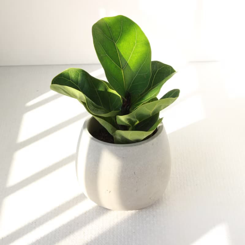 植栽 盆栽 l 琴葉榕 大瓶口胖U水泥盆 提琴盒形狀葉片 強散光