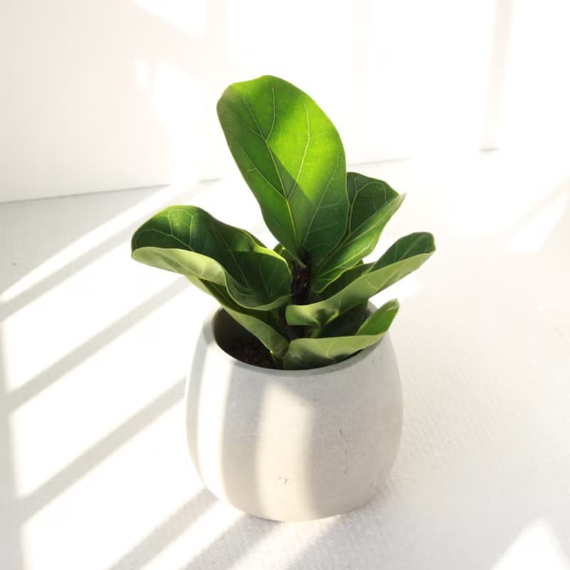 植栽 盆栽 l 琴葉榕 大瓶口胖U水泥盆 提琴盒形狀葉片 強散光