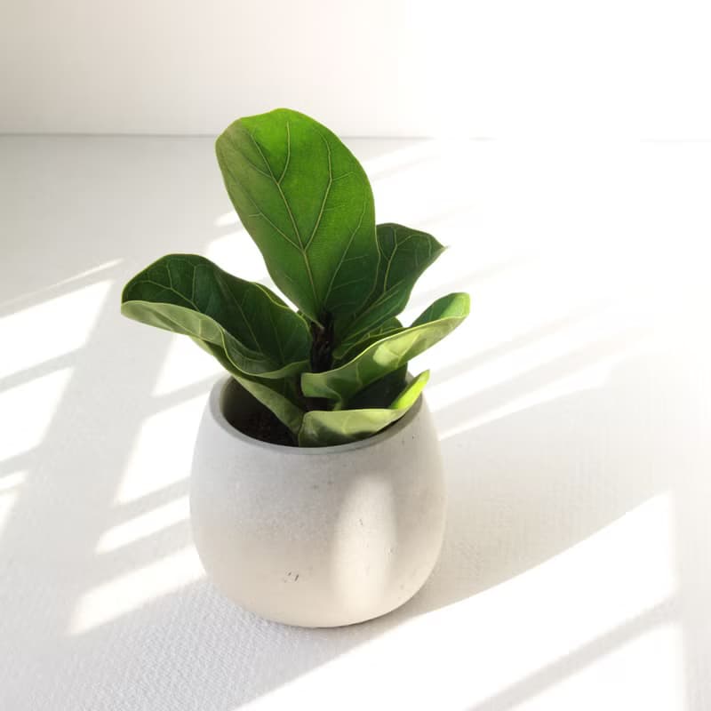 植栽 盆栽 l 琴葉榕 大瓶口胖U水泥盆 提琴盒形狀葉片 強散光