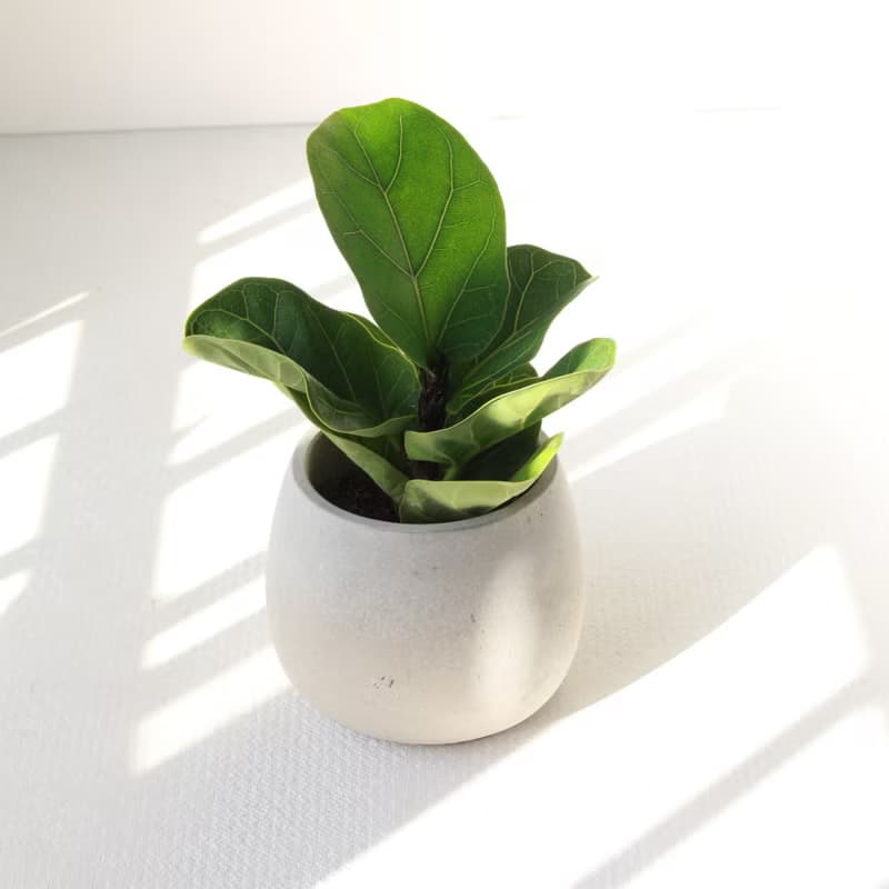 植栽 盆栽 l 琴葉榕 大瓶口胖U水泥盆 提琴盒形狀葉片 強散光