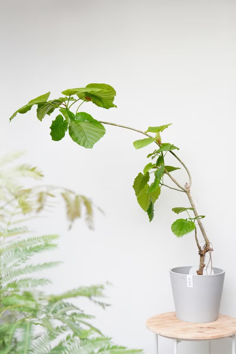 愛心榕│有植 Yuzhi