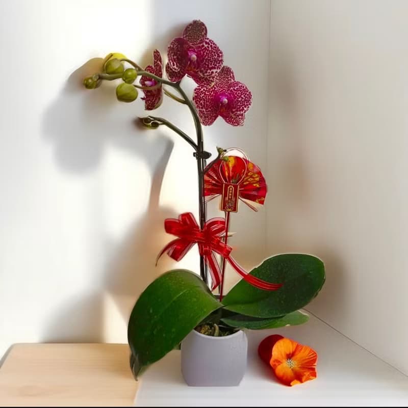 【富貴吉祥】蝴蝶蘭 新春花禮開幕送禮自用客廳擺設
