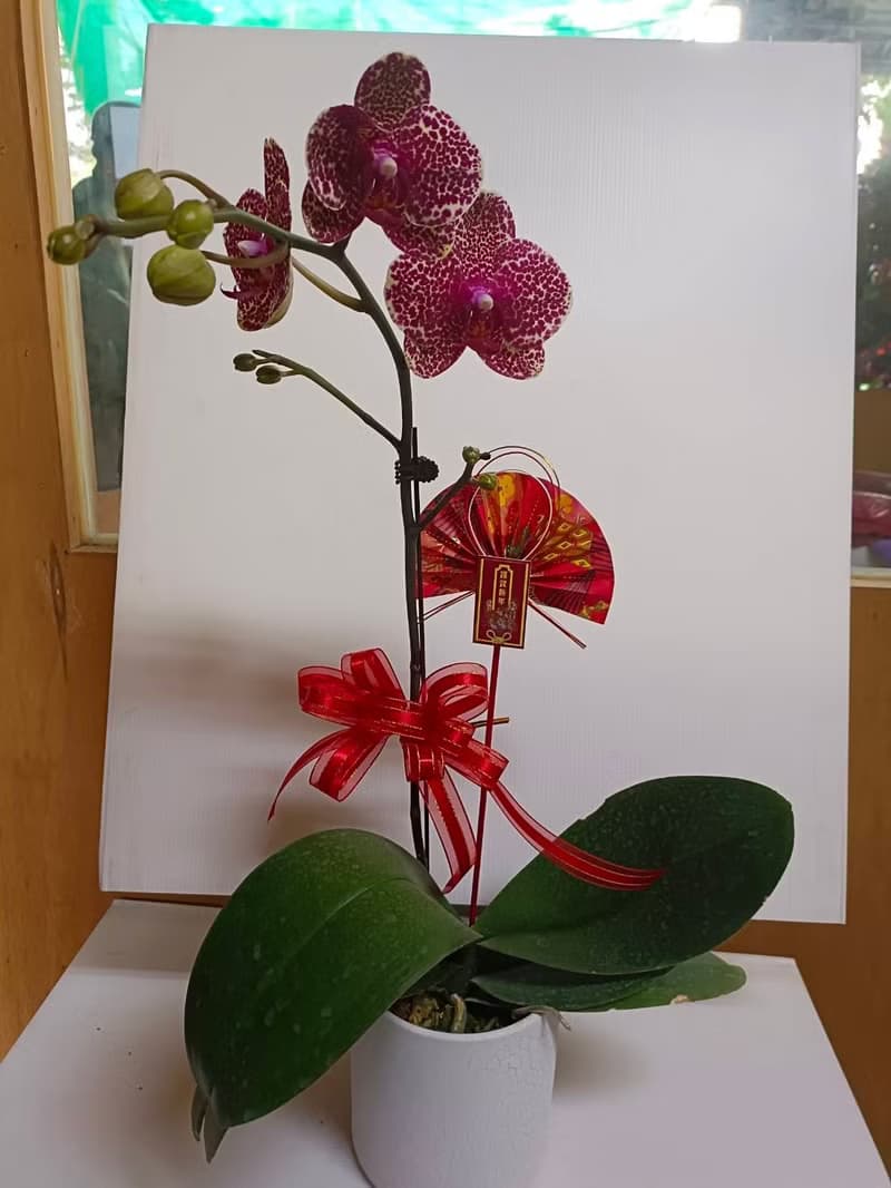 【富貴吉祥】蝴蝶蘭 新春花禮開幕送禮自用客廳擺設