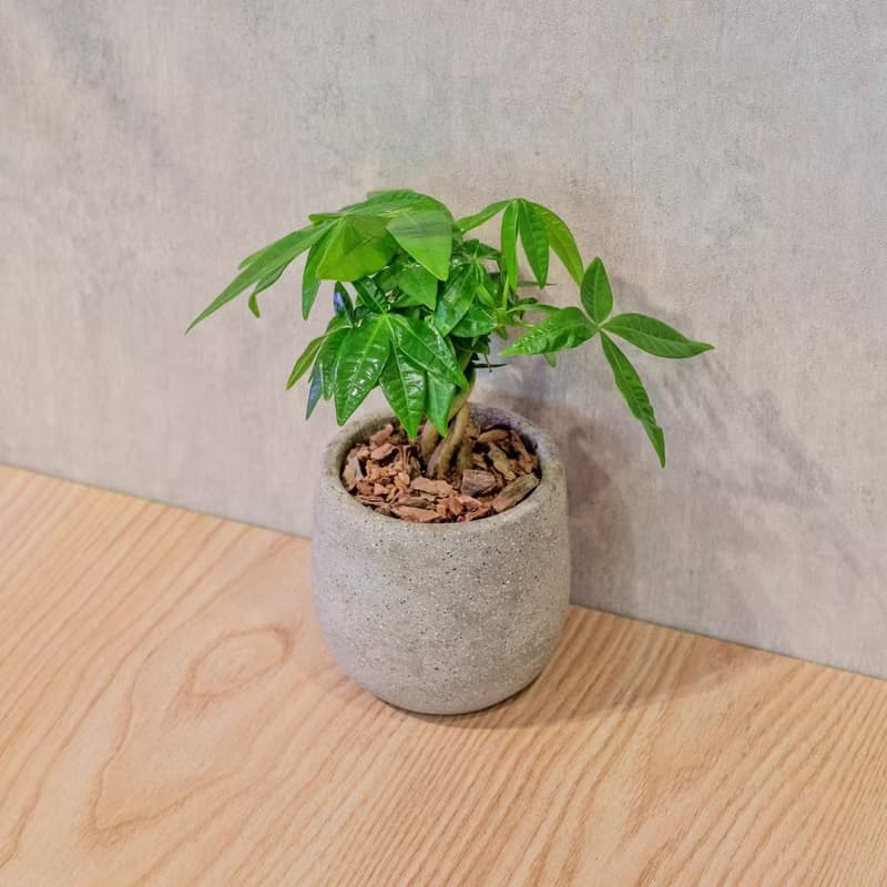 馬拉巴栗 桌上型水泥盆栽 觀葉植物 禮物 盆栽 交換禮物 植物