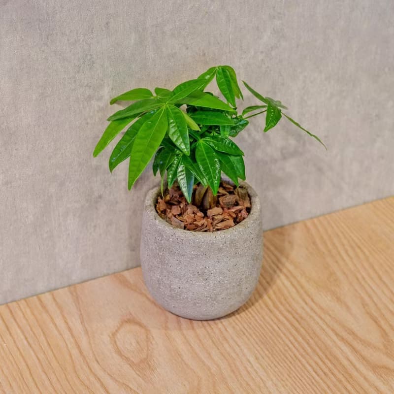 馬拉巴栗 桌上型水泥盆栽 觀葉植物 禮物 盆栽 交換禮物 植物