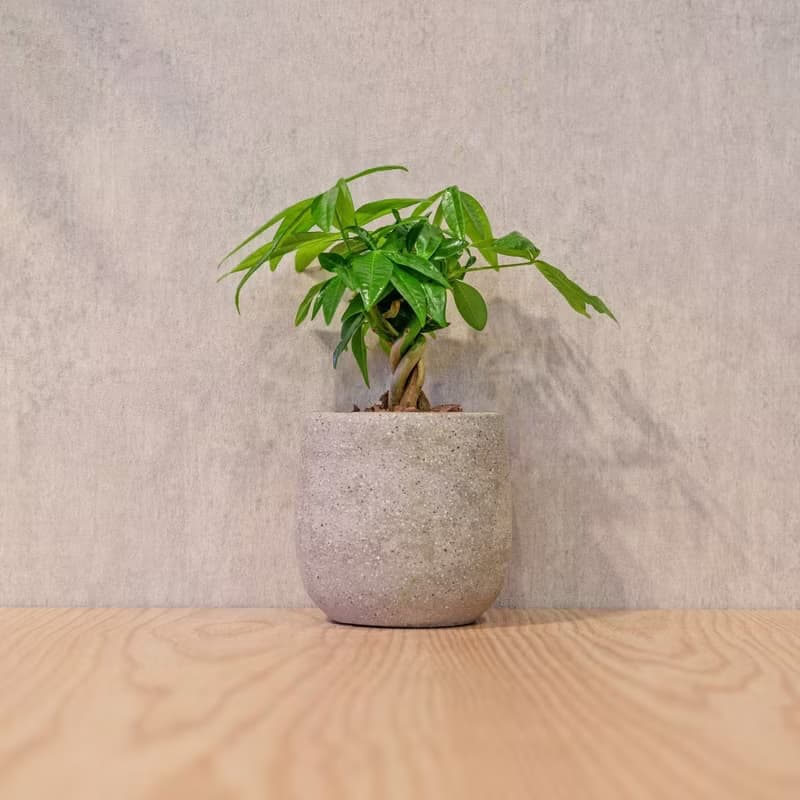 馬拉巴栗 桌上型水泥盆栽 觀葉植物 禮物 盆栽 交換禮物 植物