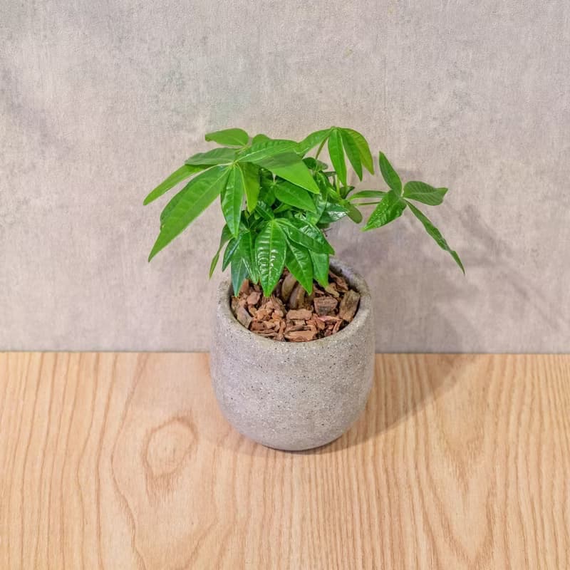 馬拉巴栗 桌上型水泥盆栽 觀葉植物 禮物 盆栽 交換禮物 植物