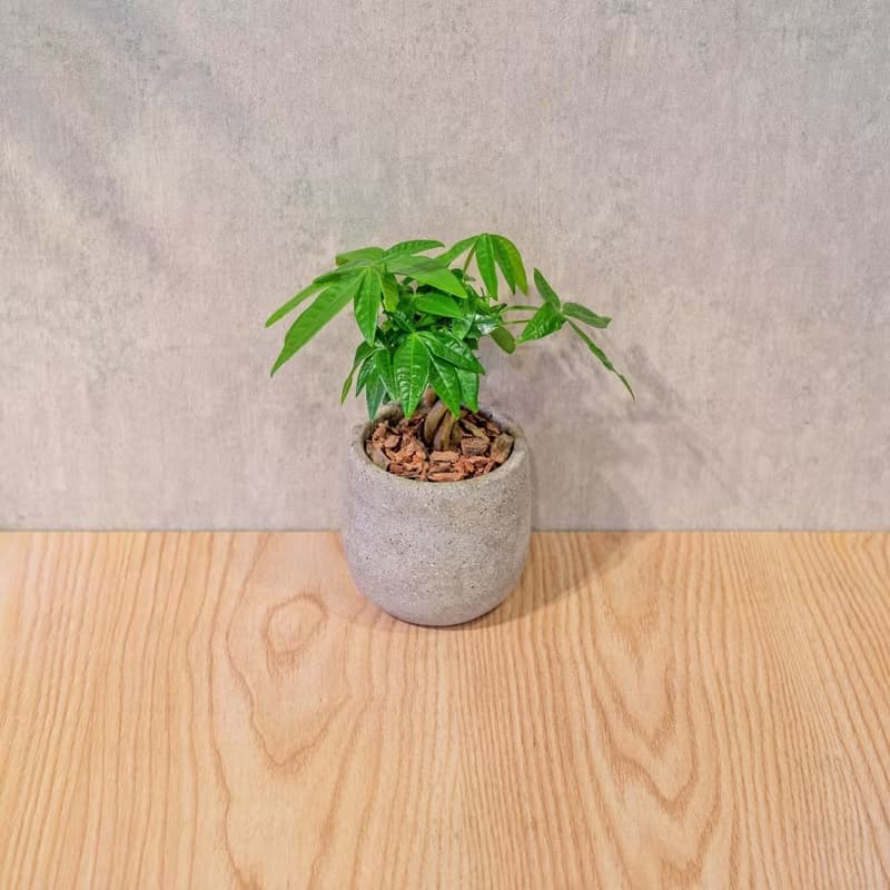 馬拉巴栗 桌上型水泥盆栽 觀葉植物 禮物 盆栽 交換禮物 植物